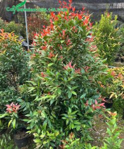 Cây Hồng Lộc cao hơn 1m, ngọn cây đang ra lộc non