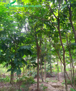 Cây Vàng Anh đánh thẳng đường kính gốc 6 - 8cm