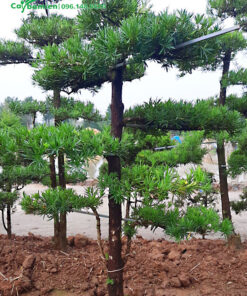 Tiến hàng trồng cây Tùng Vạn Niên thành hàng