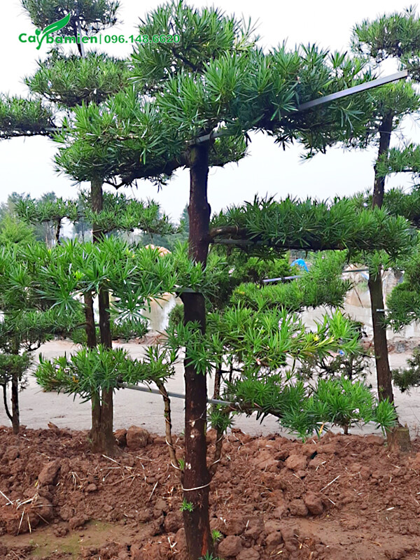 Tiến hàng trồng cây Tùng Vạn Niên thành hàng