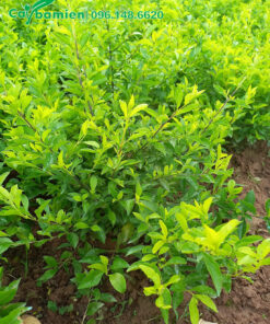 Vườn trồng và chăm sóc cây Chuỗi Ngọc cao 40cm