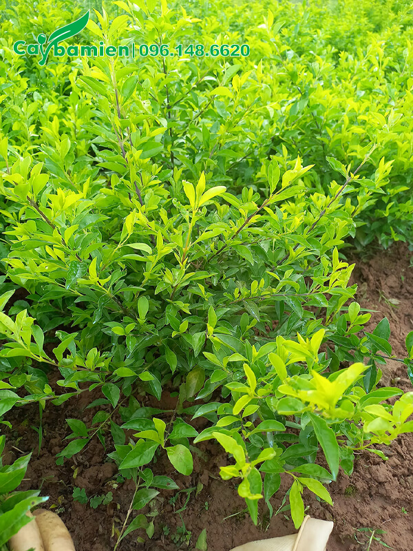 Vườn trồng và chăm sóc cây Chuỗi Ngọc cao 40cm