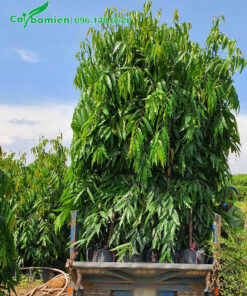 Xếp gọn cây Hoàng Nam cao gần 2m lên thùng xe tải