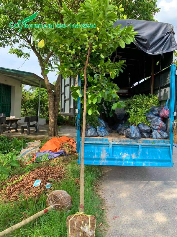 Nhà vườn đang xếp những cây chay đường kính gốc 5cm lên xe