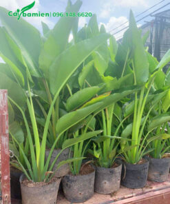 Cây giống Chuối Rẻ Quạt cao gần 1m