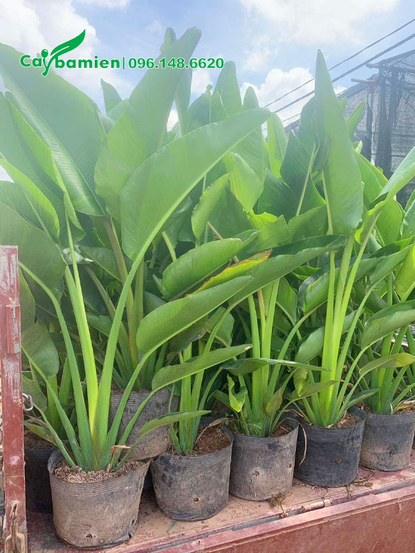 Cây giống Chuối Rẻ Quạt cao gần 1m