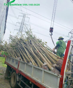Công nhân đang xếp những cây hoa Kèn Hồng vanh 40 lên xe