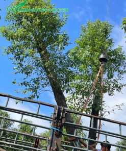 Xếp từng cây Long Não công trình vanh 60cm lên thùng xe tải