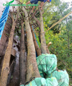 Vận chuyển cây me chua công trình đường kính gốc 15 - 20cm