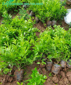 Thu hoạch và xuất vườn số lượng lớn cây Chuỗi Ngọc giâm cành