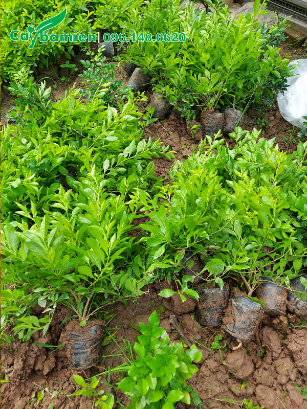 Thu hoạch và xuất vườn số lượng lớn cây Chuỗi Ngọc giâm cành