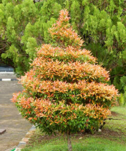 Cây Hồng Lộc được cắt tỉa theo hình xoáy tròn