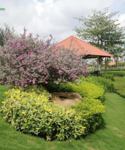 Cây Bạch Tuyết Sơn trồng trong sân vườn biệt thự