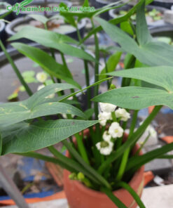 Bách Thủy Tiên bông kép trồng trong chậu gốm cao cấp