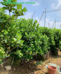 Mua Bạch Thiên Hương cao 1,5m