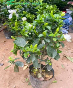 Bạch Thiên Hương trồng viền