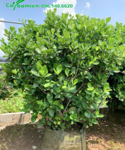 Vườn giâm ủ cây Bạch Thiên Hương lâu năm