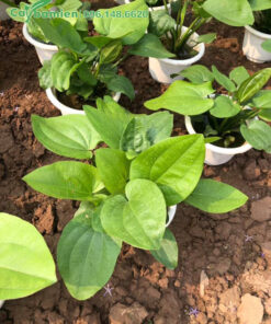 Bách Thủy Tiên cảnh, cây con cao 20cm