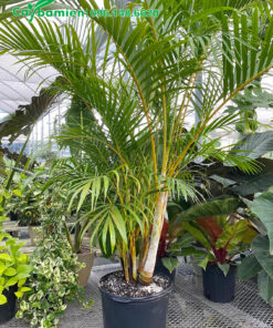 Chậu cau kiểng vàng cao 2m