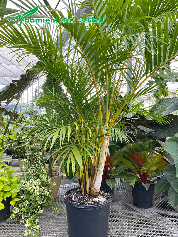 Chậu cau kiểng vàng cao 2m