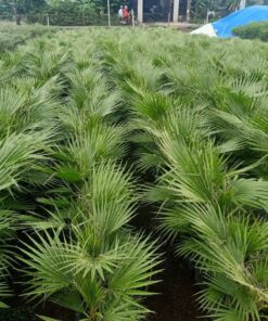 Cây cọ mỹ giống