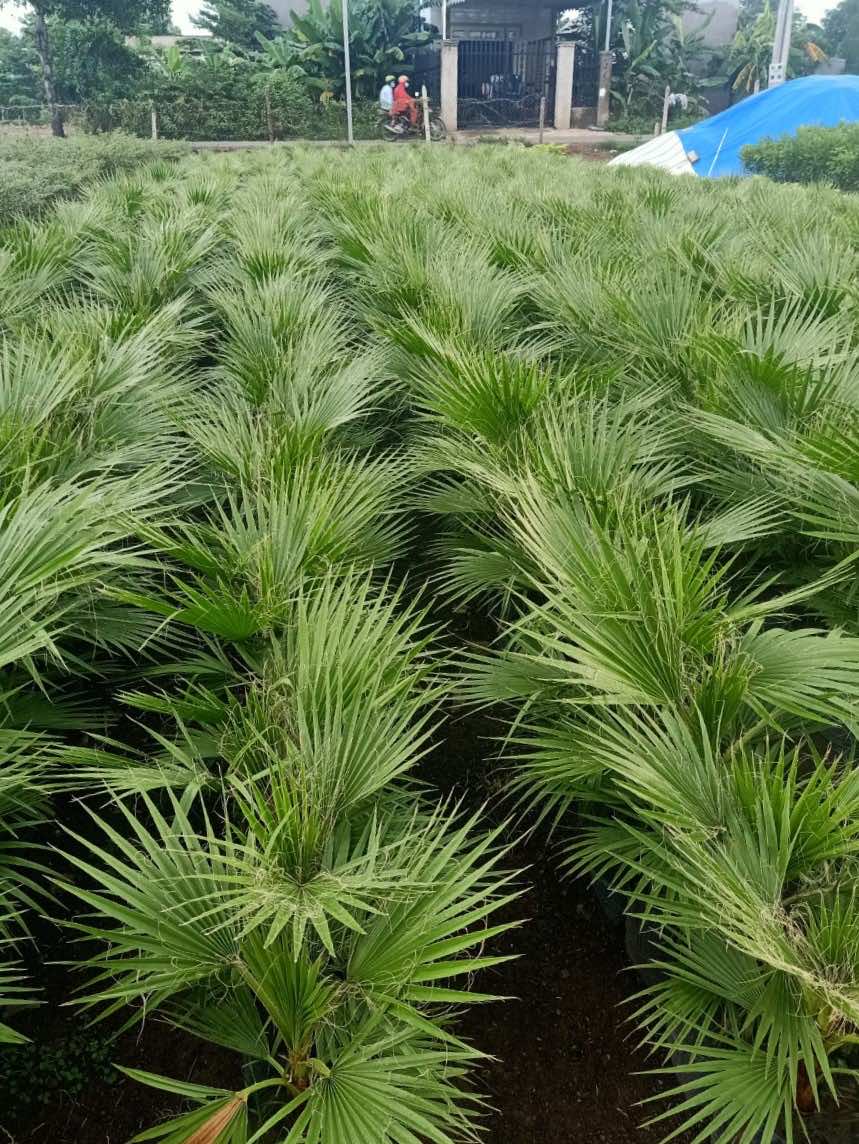 Cây cọ mỹ giống