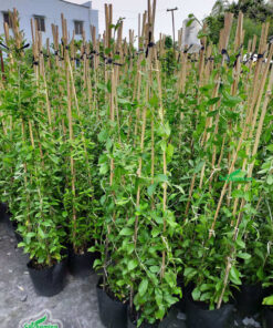 Chậu cây cúc tần Ấn Độ cao 1,5m