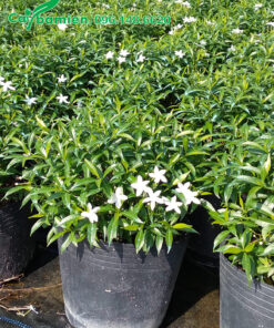 Mua cây Mai Vạn Phúc bắt đầu ra hoa