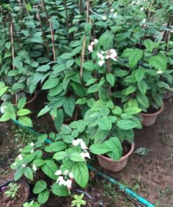 Ươm cây ngọc nữ