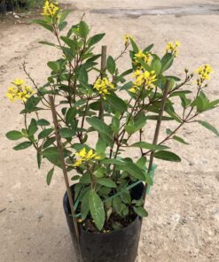 Bán chậu cây kim đồng vàng