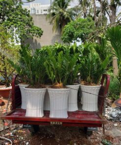 Bán cây kim tiền tại vườn