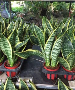 Bán cây lưỡi hổ