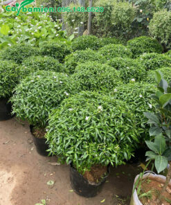 Chọn mua cây 3 - 4 năm tuổi, tán rộng 50cm