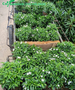 Vận chuyển số lượng lớn cây Mai Vạn Phúc đến công trình