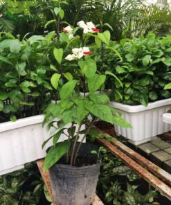 Cây ngọc nữ giống