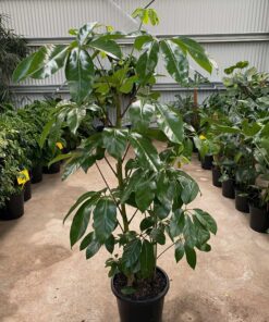 Bán cây ngũ gia bì