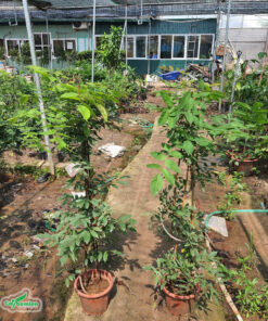 Hai chậu tử đằng đã phát triển ổn định