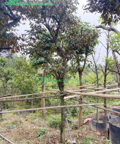 Dựng cọc làm giàn đỡ cho cây vú sữa công trình