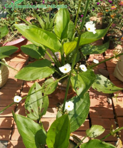 Bách Thủy Tiên đang nở hoa