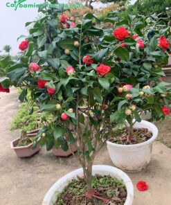 Bán chậu cây hoa trà đỏ