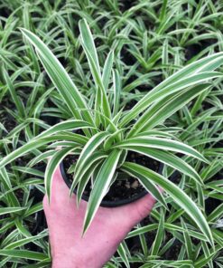 Bán cỏ lan chi tại vườn