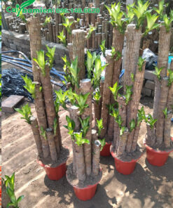 Trồng cố định dáng cho Thiết Mộc Lan trong chậu nhỏ