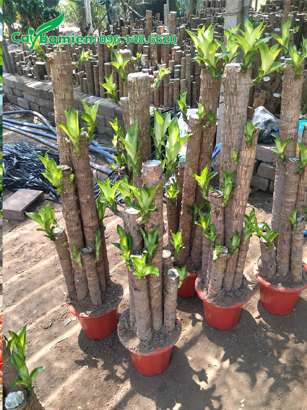 Trồng cố định dáng cho Thiết Mộc Lan trong chậu nhỏ