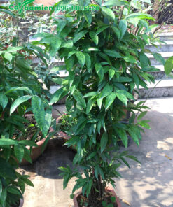 Chậu Trúc Nhật có tán lá xanh mướt