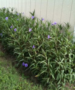 Bụi cây chiều tím