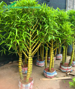 Cây cảnh Trúc Quan Âm có thân cành xòe đẹp, lá xanh tốt