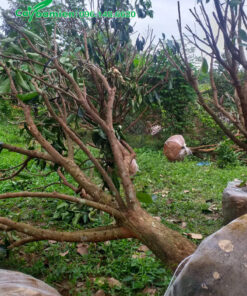 Bứng bầu cây Dâu Da Dất lâu năm, đường kính 25cm