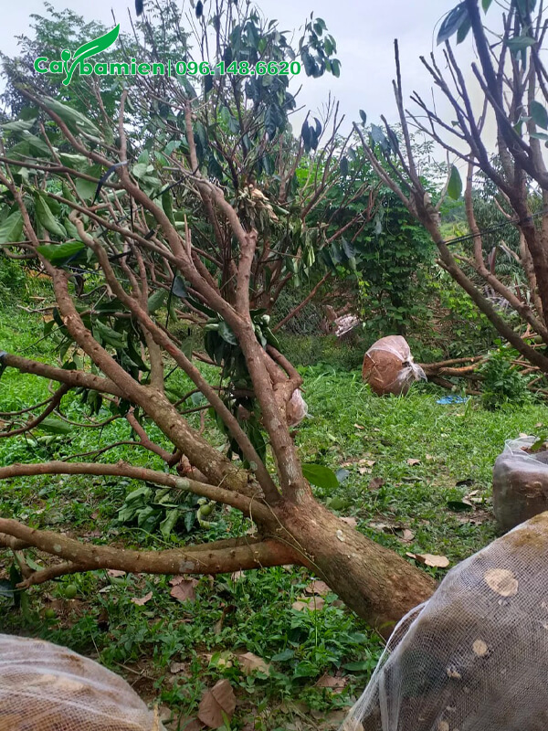 Bứng bầu cây Dâu Da Dất lâu năm, đường kính 25cm