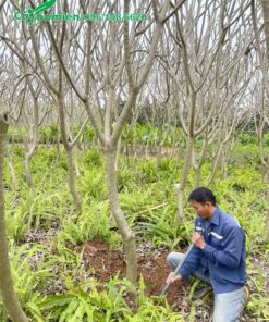 Công nhân đang bứng bầu số lượng lớn cây hoa Đại công trình vanh 25cm
