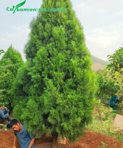 Công nhân đang khoanh bầu bứng cây hoàng đàn cao hơn 3m